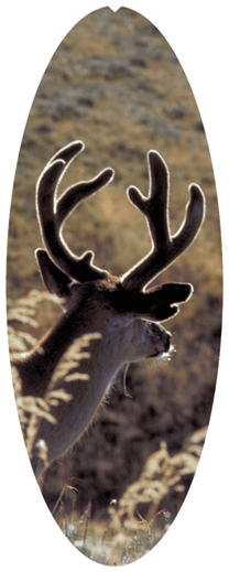 DNSA18-310 Gone Hunting (Deer)